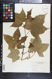 Rubus odoratus image