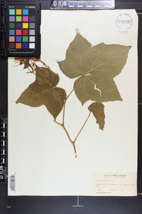 Rubus odoratus image