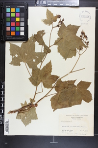 Rubus odoratus image