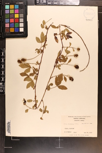 Rubus trivialis image