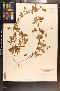 Rubus trivialis image