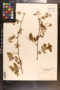 Rubus trivialis image