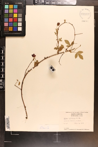 Rubus trivialis image