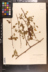 Rubus trivialis image