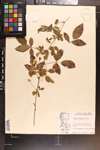 Rubus trivialis image