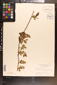 Rubus trivialis image
