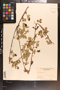 Rubus trivialis image