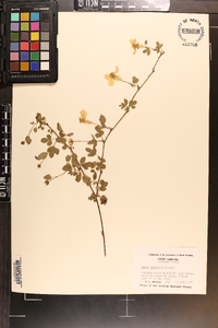 Rubus trivialis image