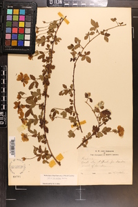 Rubus trivialis image