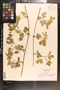 Rubus trivialis image