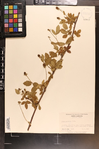 Rubus trivialis image