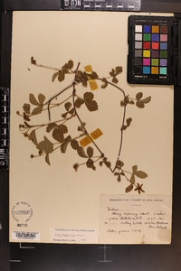 Rubus flagellaris image