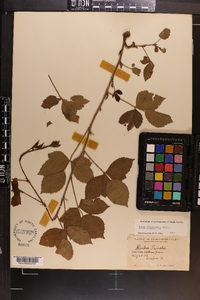 Rubus flagellaris image