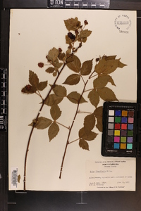 Rubus flagellaris image