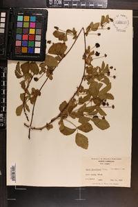 Rubus flagellaris image