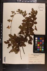 Rubus flagellaris image