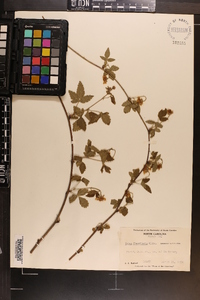 Rubus flagellaris image