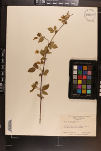 Rubus flagellaris image