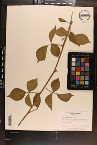 Rubus flagellaris image