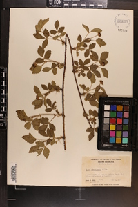 Rubus flagellaris image