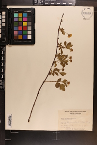 Rubus flagellaris image