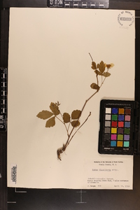 Rubus flagellaris image