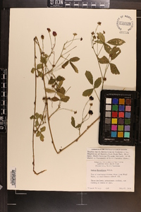 Rubus flagellaris image