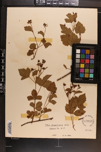 Rubus flagellaris image