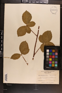 Rubus flagellaris image