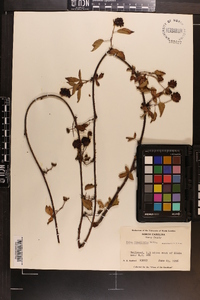 Rubus flagellaris image