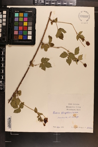 Rubus flagellaris image