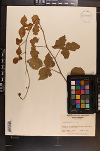 Rubus flagellaris image