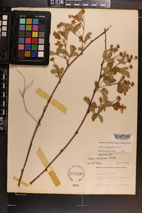 Rubus flagellaris image