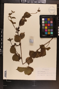 Rubus flagellaris image