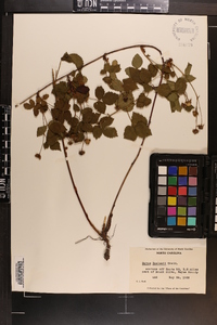 Rubus flagellaris image