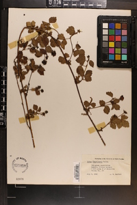 Rubus flagellaris image