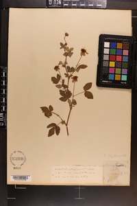 Rubus flagellaris image