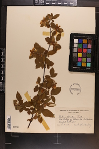 Rubus argutus image