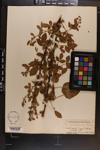 Rubus argutus image