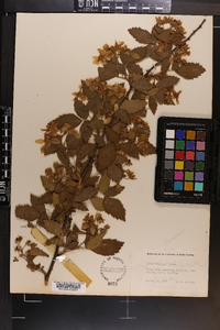 Rubus argutus image