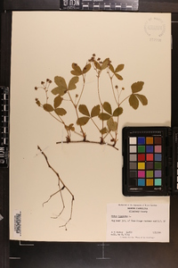 Rubus hispidus image