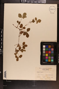 Rubus hispidus image