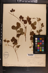 Rubus hispidus image