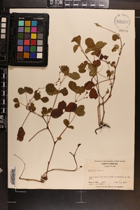 Rubus hispidus image