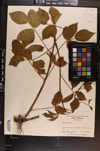 Rubus hispidus image