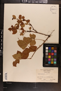 Rubus hispidus image