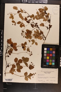 Rubus hispidus image