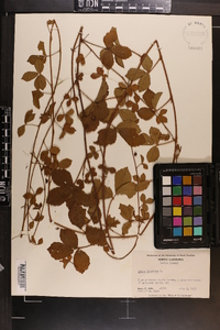 Rubus hispidus image