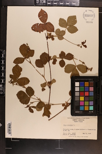 Rubus hispidus image