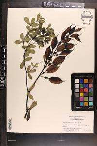 Baptisia australis image